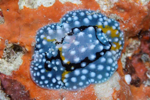 シモフリカメサンウミウシ