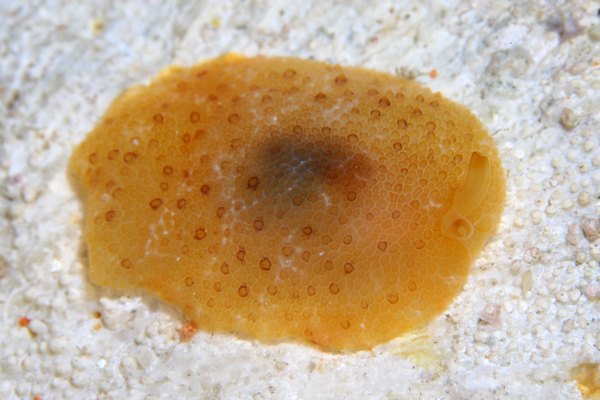 カメノコフシエラガイ