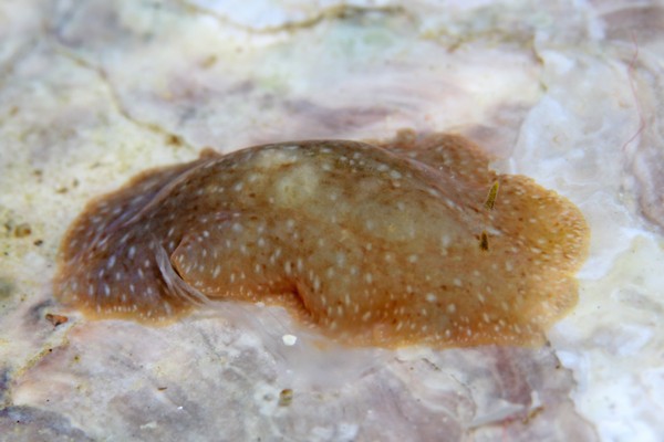 ヒョウモンヒラムシ