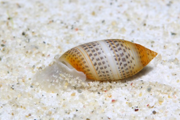 コシイノミガイ