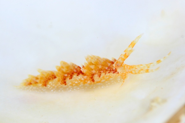 ガヒミノウミウシ