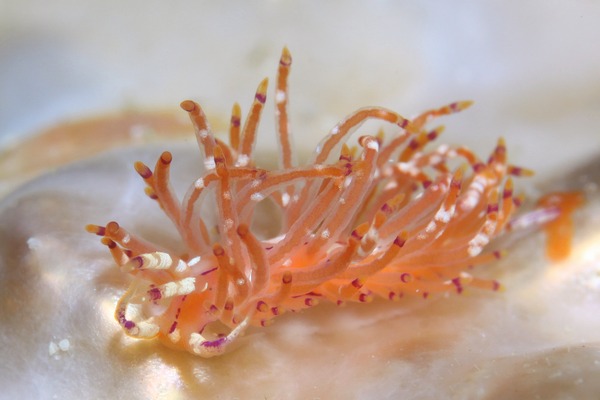 ユニデンティア・キク