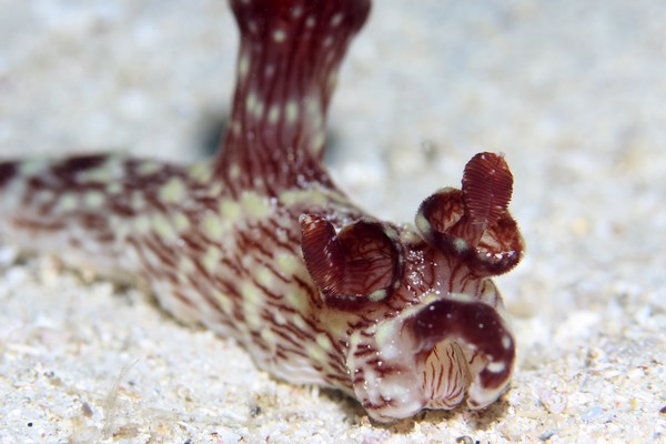 ブッシュドノエルウミウシ