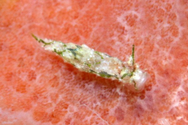 フジタウミウシ属の一種