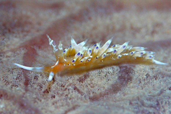 リンカミノウミウシ