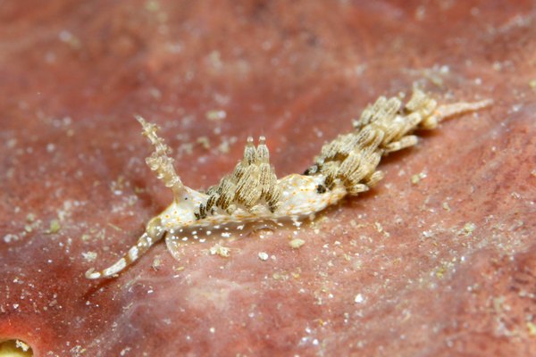 キャロットシードミノウミウシ