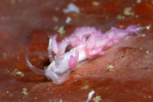 チゴミノウミウシ