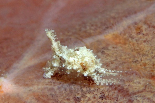 マメツブウミコチョウ