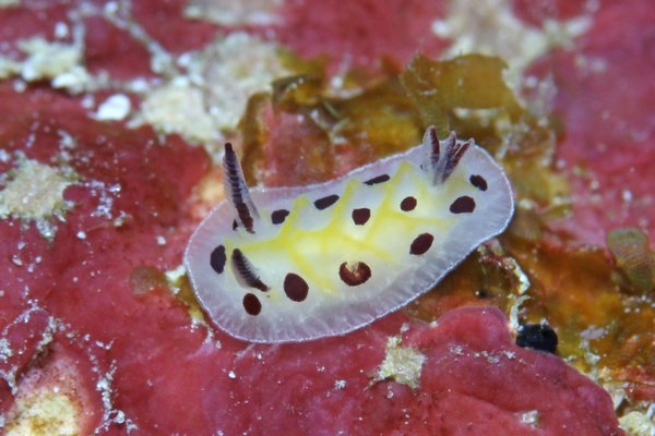 テンテンウミウシ