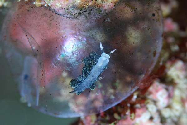 バロニアモウミウシ