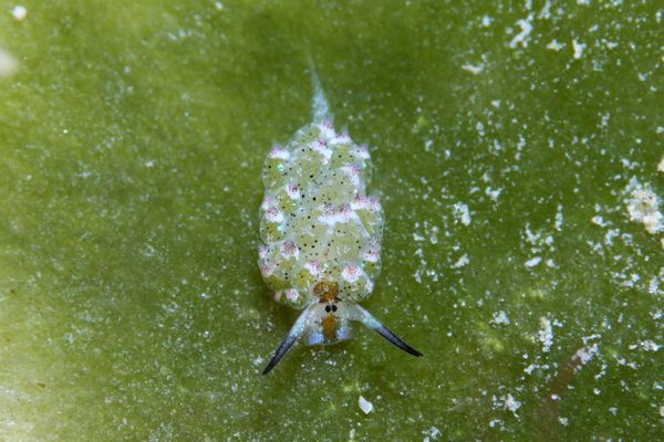 クサイロモウミウシ