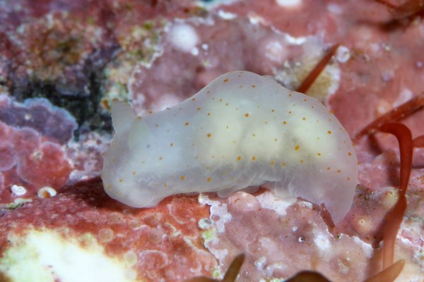 キヌハダウミウシ属の一種