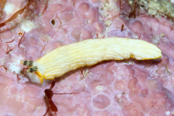 オトメウミウシ属の一種