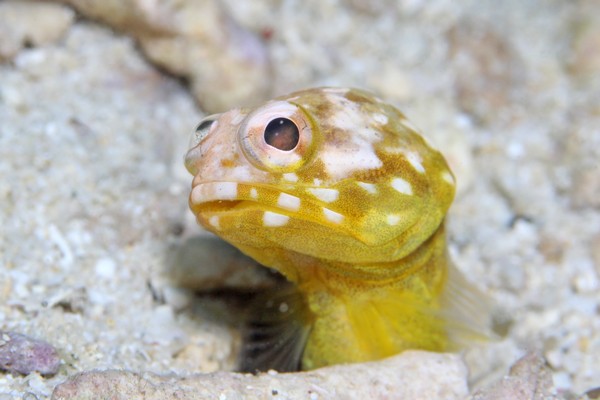 ホシカゲアゴアマダイ