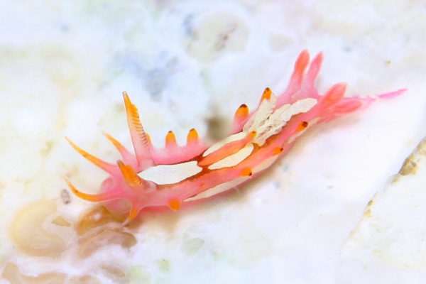 リクリクイバラウミウシ