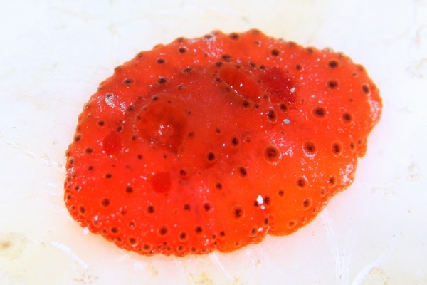 イチゴジャムウミウシ