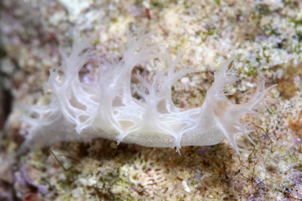 スカシハナガサウミウシ