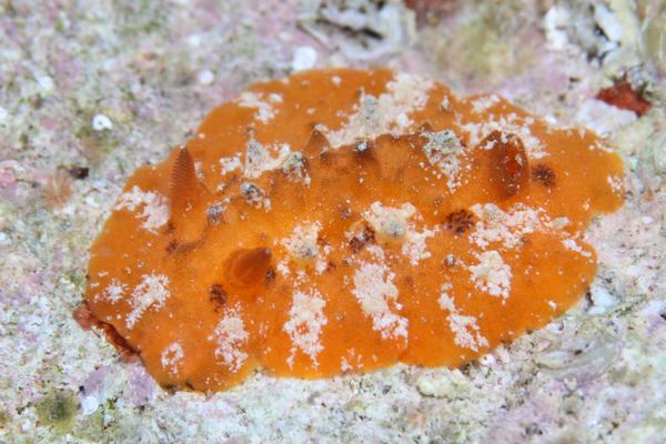 オティノドーリス属の一種