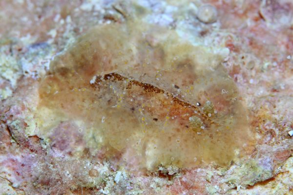 オブラートウミウシ