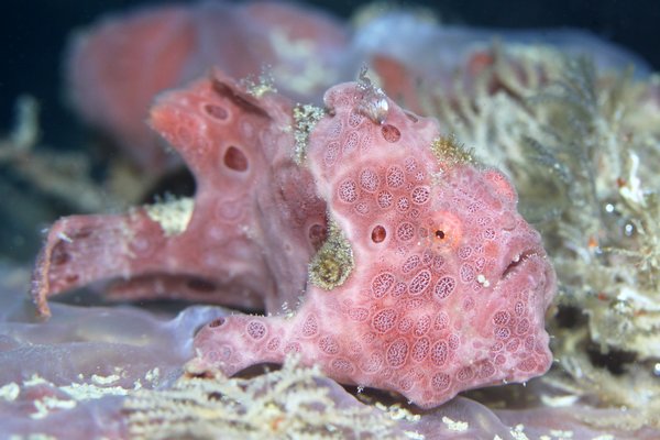 オオモンカエルアンコウ