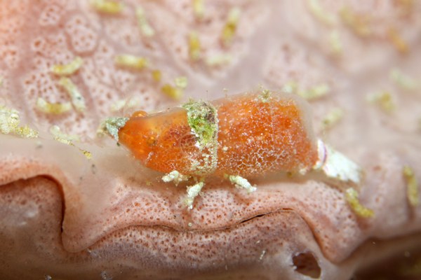 ラトレウテス・ビコルニス