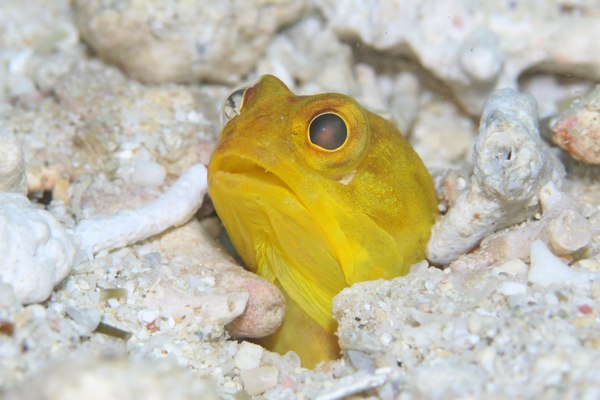 ホシカゲアゴアマダイ