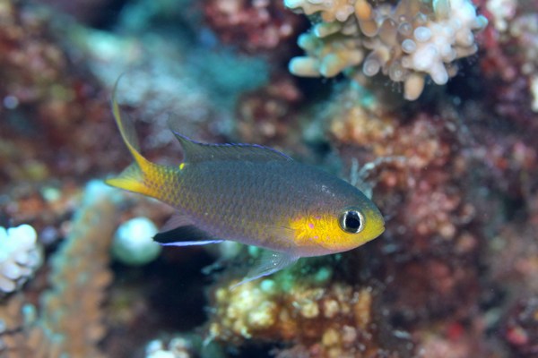 コビトスズメダイ