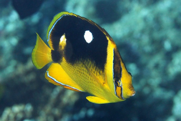 シテンチョウチョウウオ
