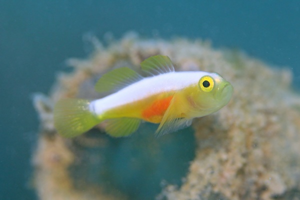 ナカモトイロワケハゼ