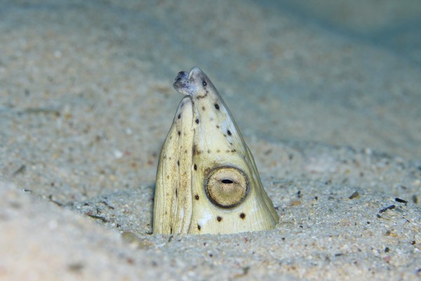 トンガリホタテウミヘビ