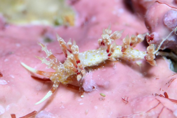 ネアカミノウミウシ