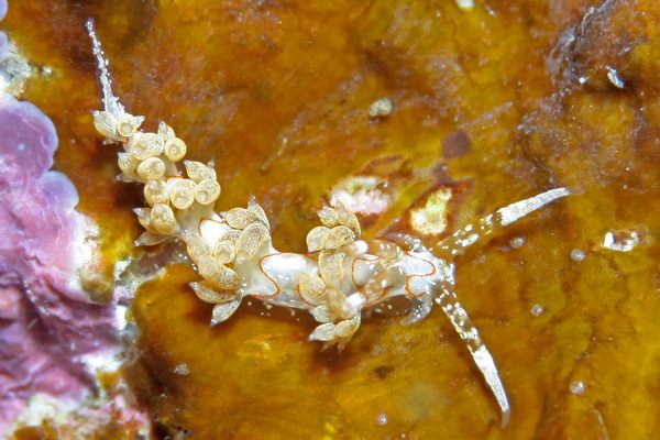 シンバミノウミウシ