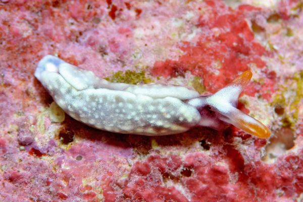 スイートジェリーミドリガイ