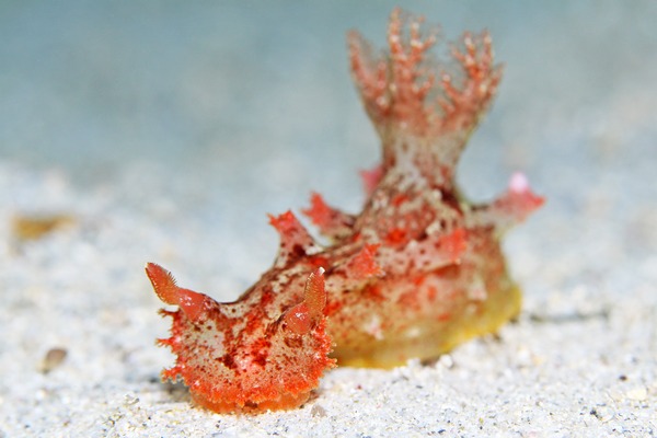 ベッコウヒカリウミウシ