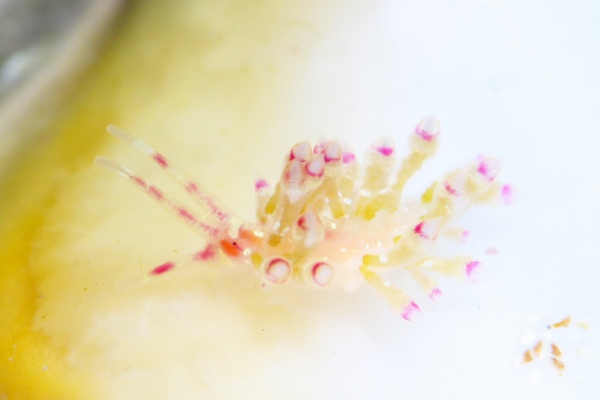 ユビワミノウミウシ