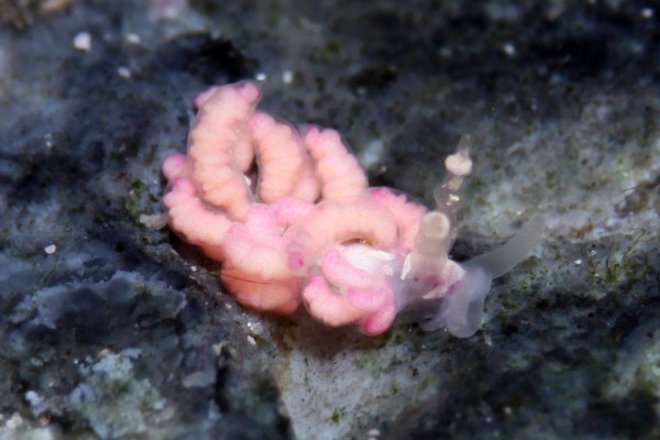 チゴミノウミウシ