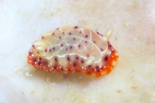 ニヨリセトイロウミウシ