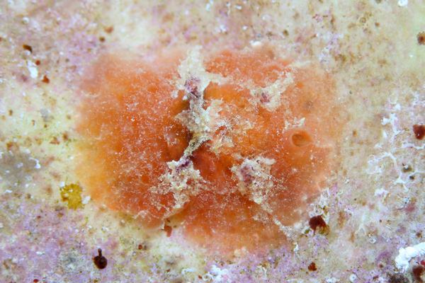 キシュウベツコウタマガイ