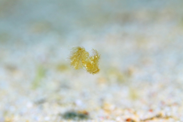 フィコカリス・シムランス