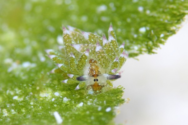 クサイロモウミウシ