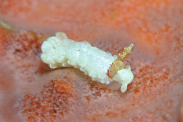 シロミノウミウシ