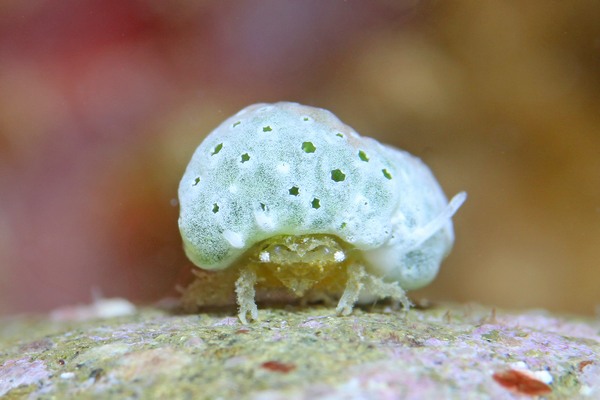 シカクイソカイカムリ