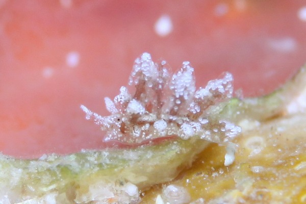 ヒメハナビラウミウシ