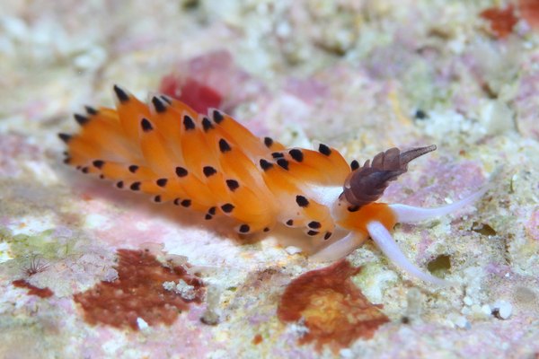 ツルガチゴミノウミウシ