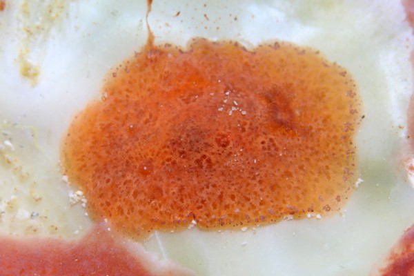 カザンウミウシ属の一種