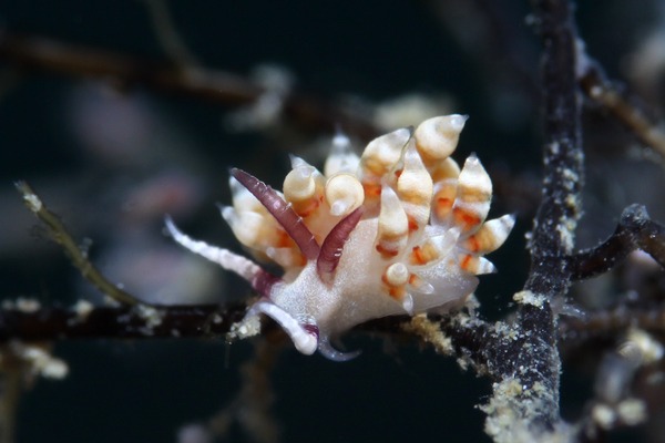 ツノゲミノウミウシ