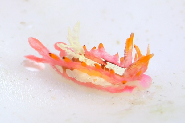 リクリクイバラウミウシ