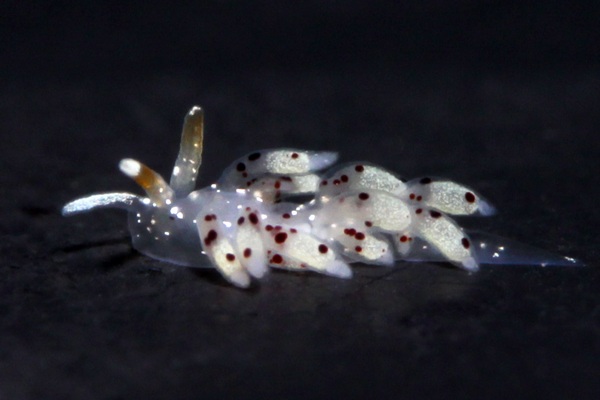 クサマミノウミウシ