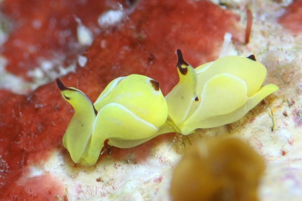 ダンボウミコチョウ