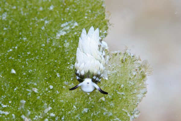 ウサギモウミウシ